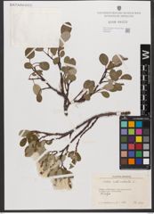 Foto von Salix reticulata L.